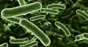 E-coli Bakterien