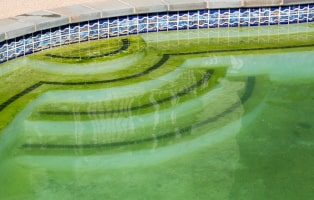Green Algae in Pool