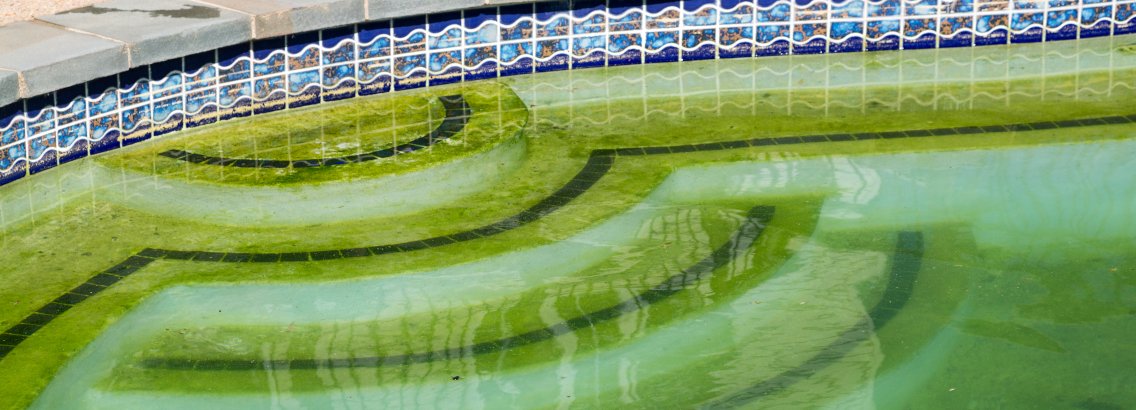 Swimming Pool & Algae