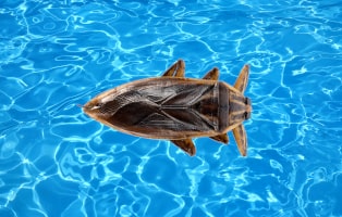 Water Bug In Pool