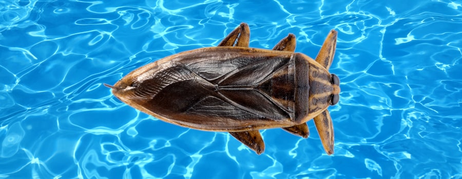 how-to-prevent-water-bugs-in-your-pool-cleanup-expert