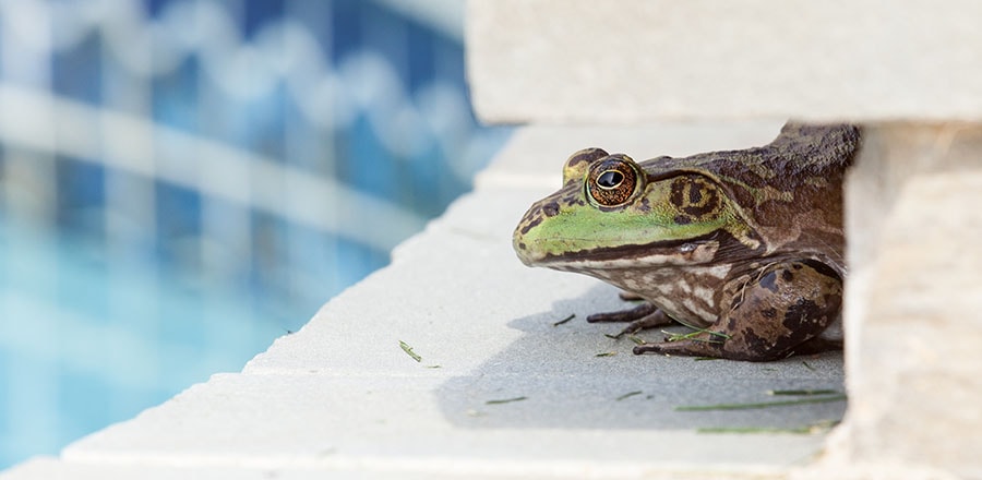 Frog near the pool.