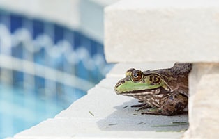Frog near the pool.