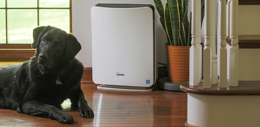 Dog lying near the air purifier.