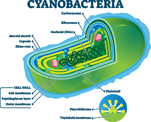 Algae and bacterias can cause some problems