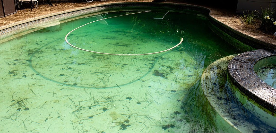 Dirty swimming pool infested by the black algae