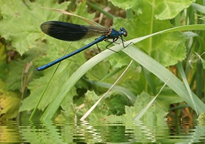 Blue dragonfly on the leaf.