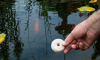 natural swimming pool mosquitoes