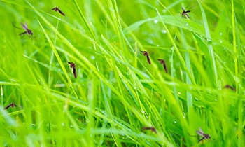 natural swimming pool mosquitoes