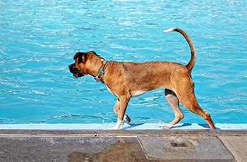 Dog walking near the swimming pool.