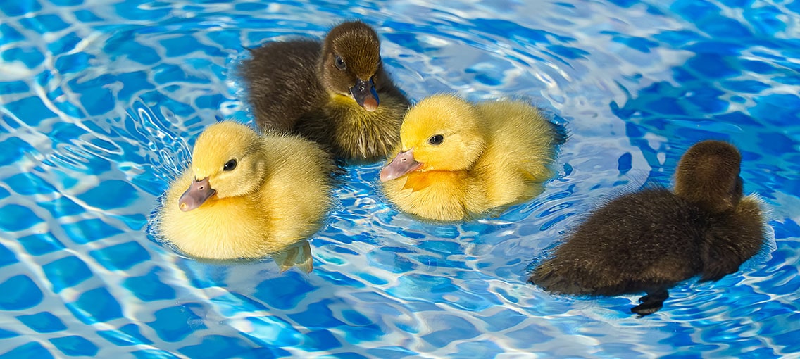 Yellow and brown small cute ducklings bathing in the swimming pool.