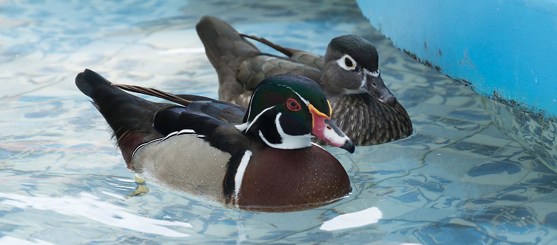 Mandarin ducks swimming in the pool.