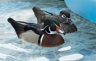 Mandarin ducks swimming in the pool