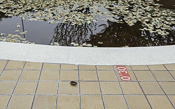 Pool contaminated with autumn leaves.